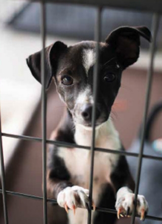 HL1 Mag22